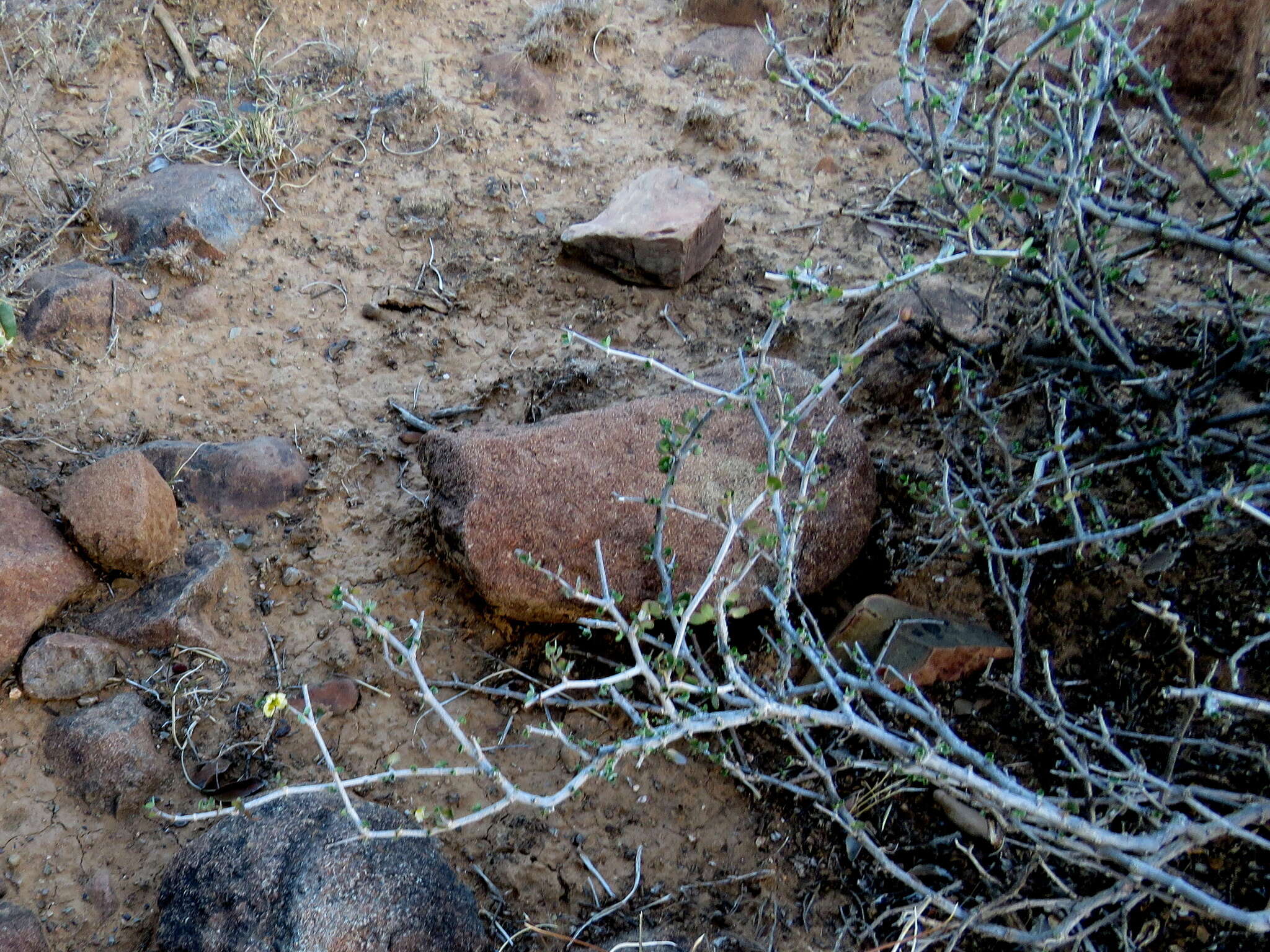 Image of Roepera lichtensteiniana (Cham.) Beier & Thulin