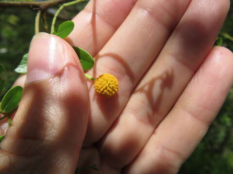 Слика од Vachellia choriophylla (Benth.) Seigler & Ebinger