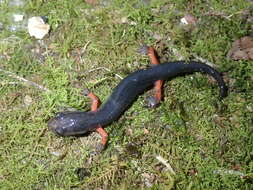 Plethodon shermani Stejneger 1906的圖片