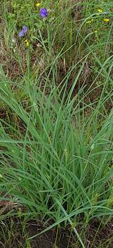 Image of prairie spiderwort