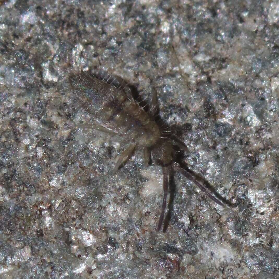 Image of Springtail