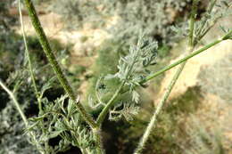 Image of Daucus guttatus Sibth. & Sm.