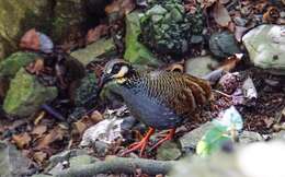 Image of Taiwan Hill Partridge