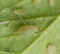 Image of Aphid