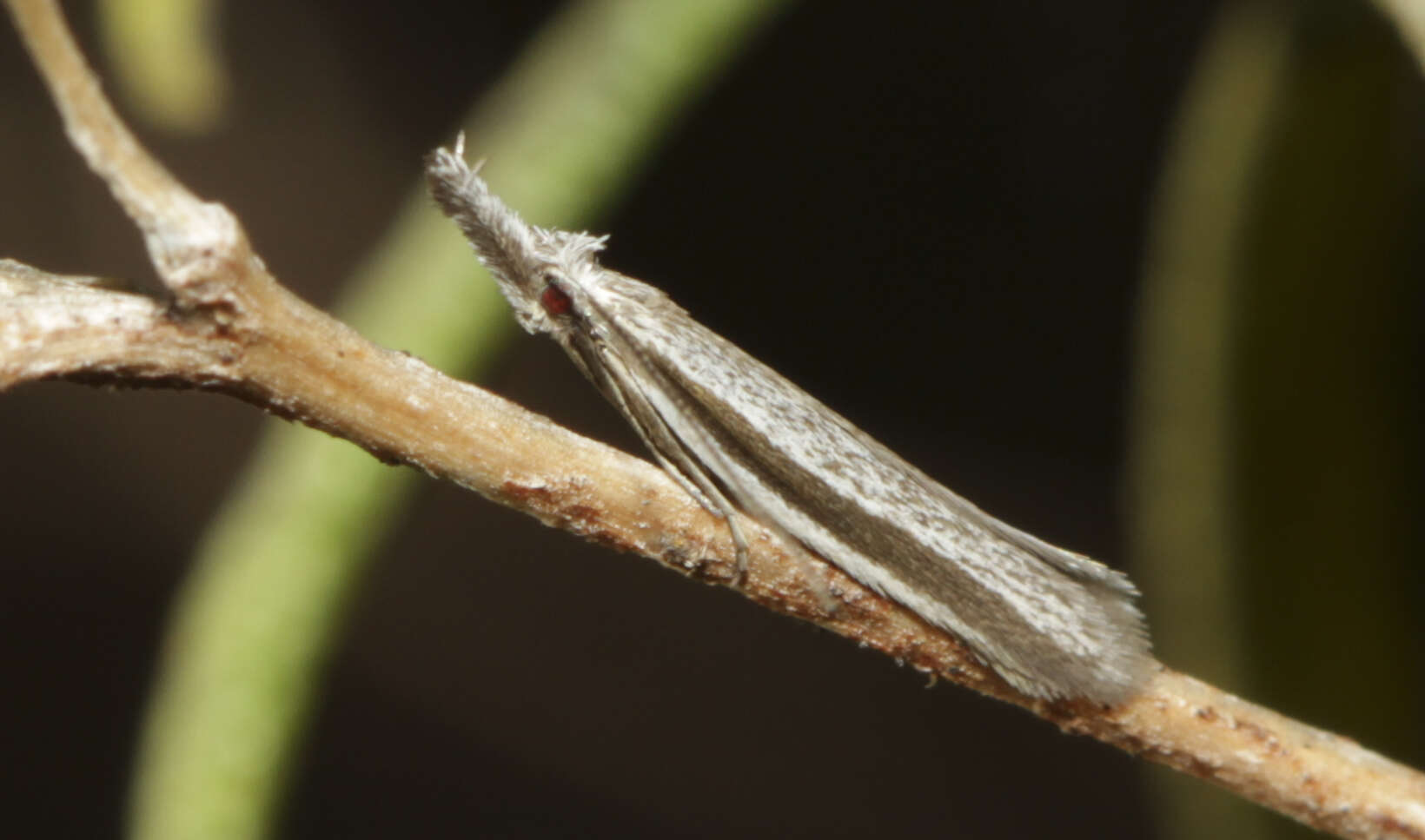 Sivun Pleurota ericella Duponchel 1838 kuva