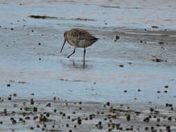 Image of Limosa lapponica baueri Naumann & JF 1836