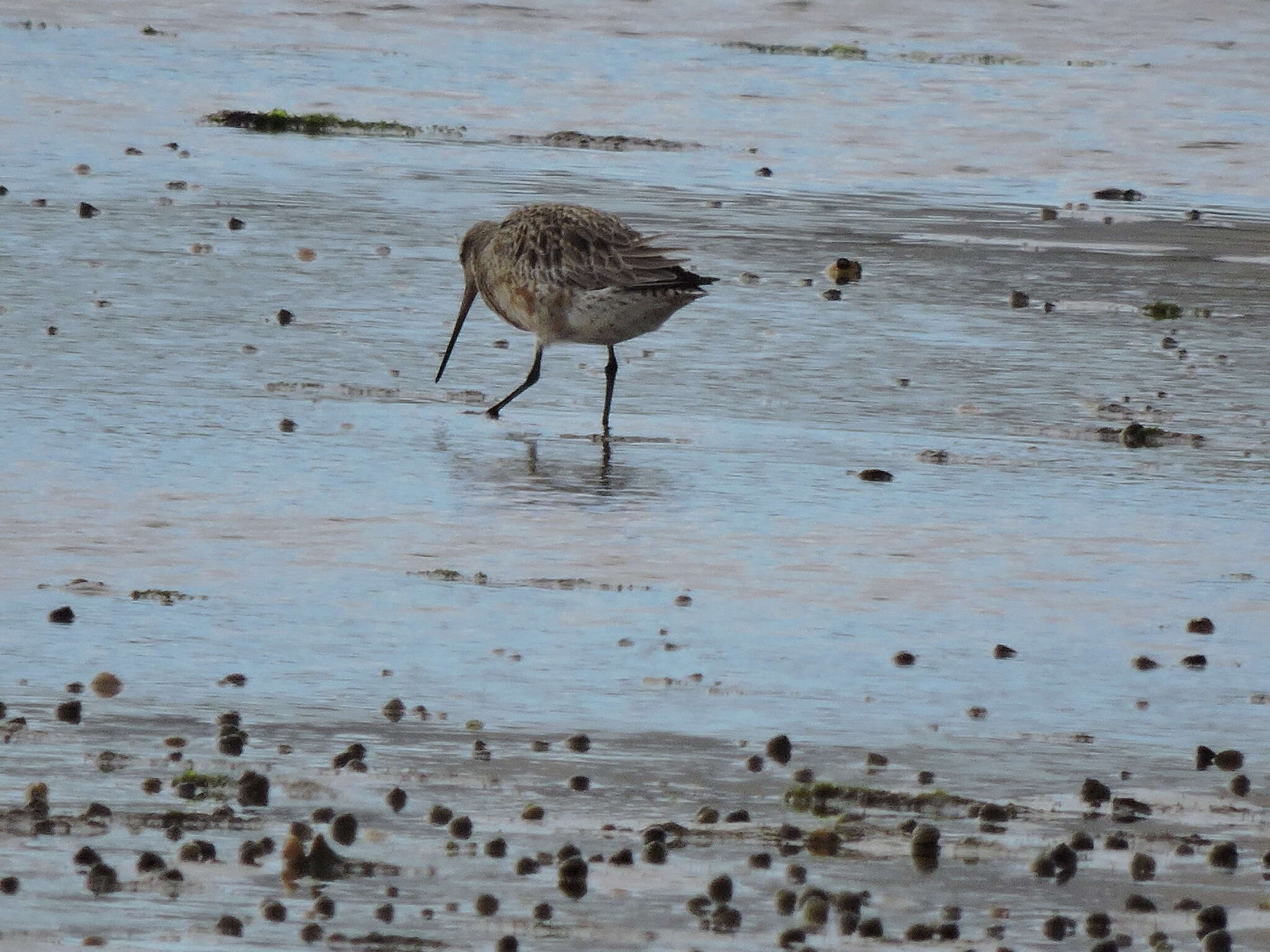 Image of Limosa lapponica baueri Naumann & JF 1836