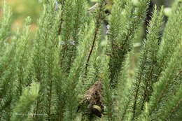 Cinnyris venustus falkensteini Fischer, GA & Reichenow 1884 resmi