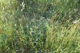 Image of Phlomis herba-venti L.