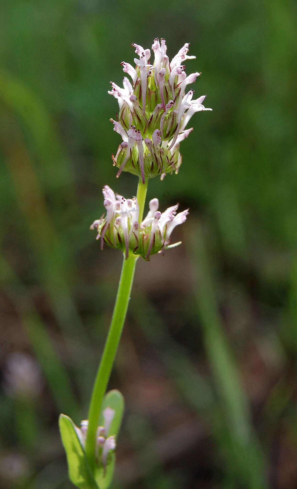 Image of Valeriana ciliosa (Greene) Byng & Christenh.