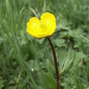 Image of <i>Ranunculus songaricus</i>