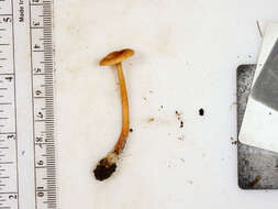 Image of Lactarius subserifluus Longyear 1902