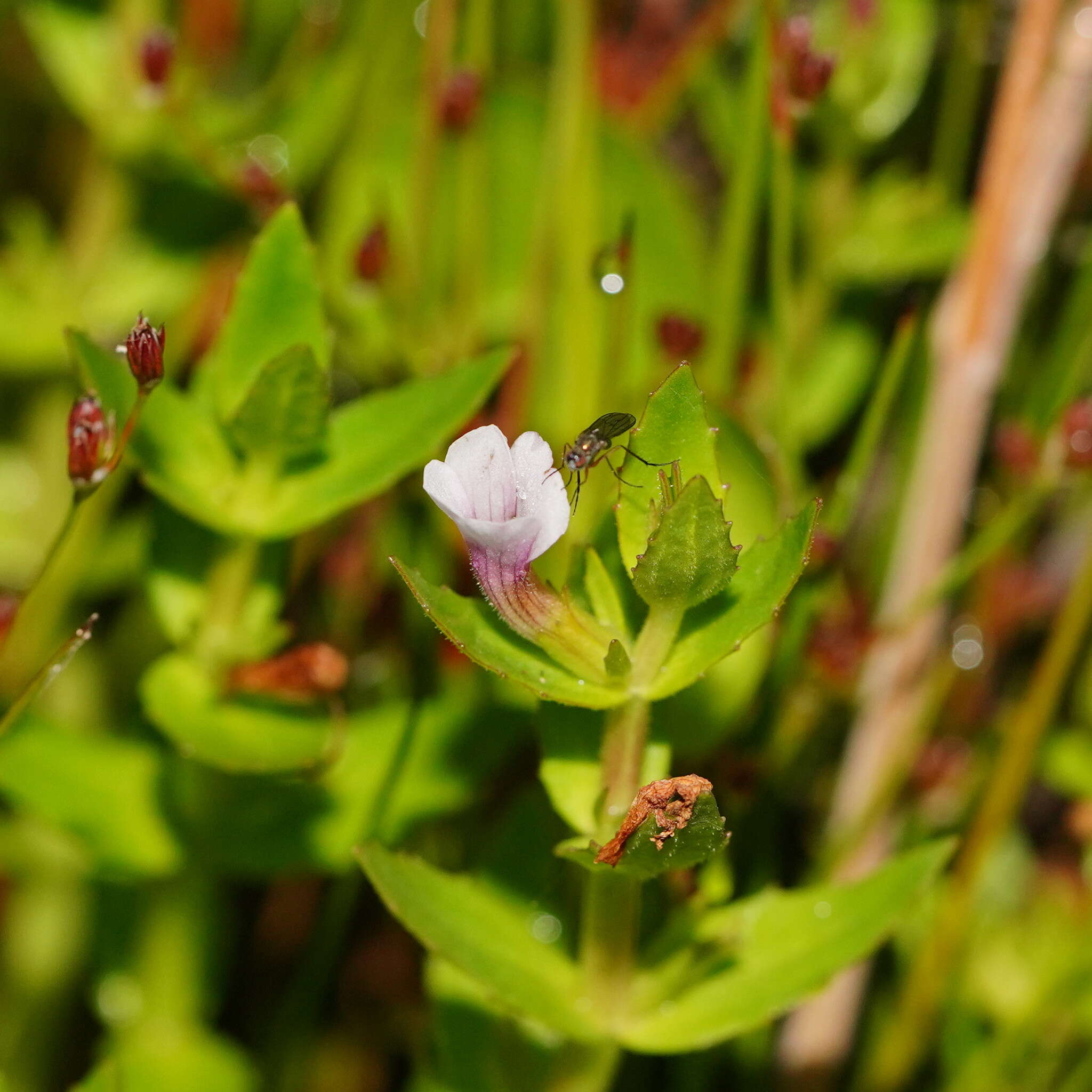 Image of Gratiola peruviana L.