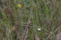 Image of Utricularia chrysantha R. Br.