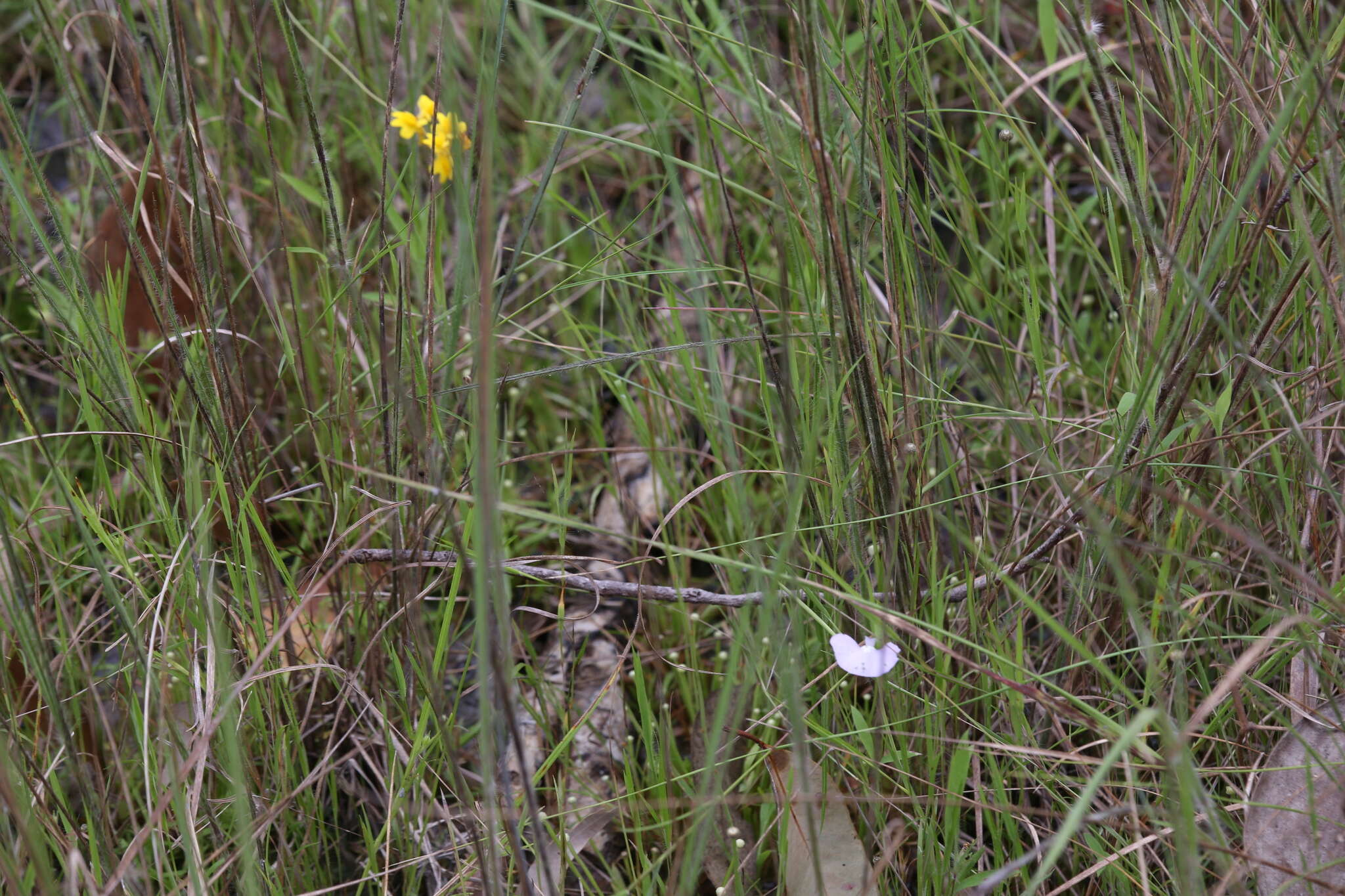 Image of Utricularia chrysantha R. Br.