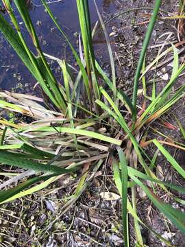 Image of Juncus polycephalus Michx.