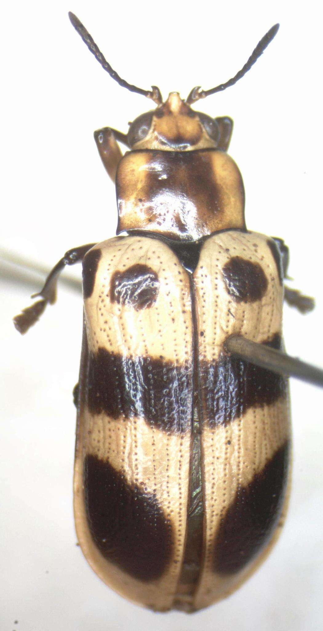 Image of Chelobasis bicolor Gray ex Cuvier 1832