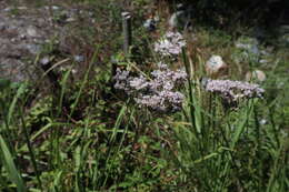 Imagem de Aster ovatus var. microcephalus (Miq.) Mot. Ito & A. Soejima