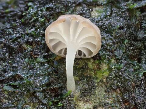 Image of Mycena pseudocorticola Kühner 1938