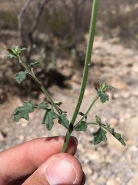 Image of crimson sage