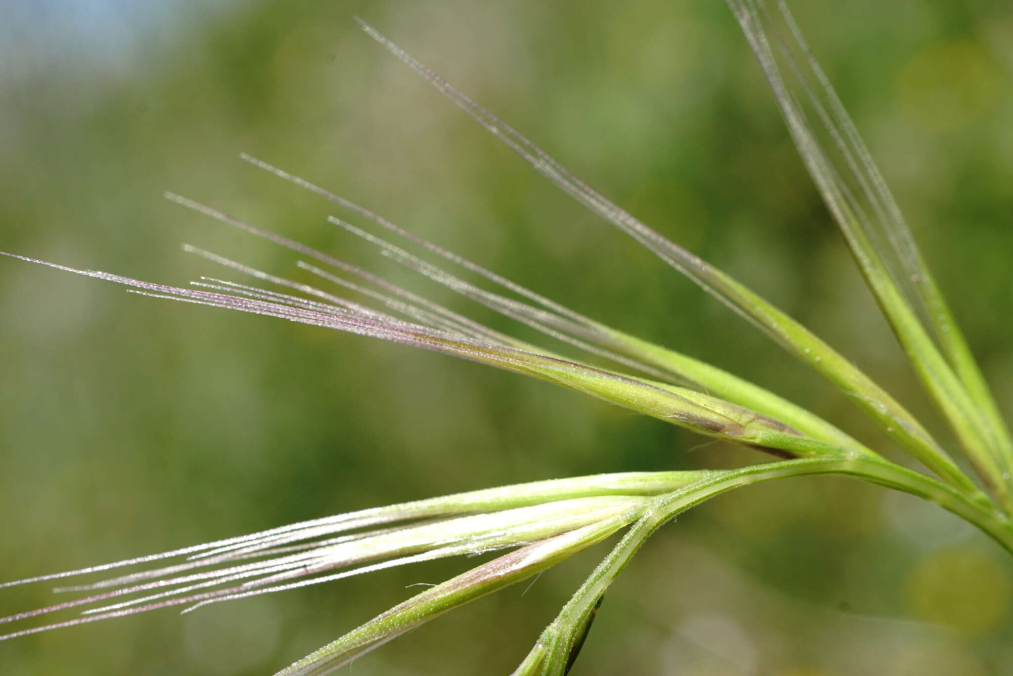 صورة Festuca subuliflora Scribn.