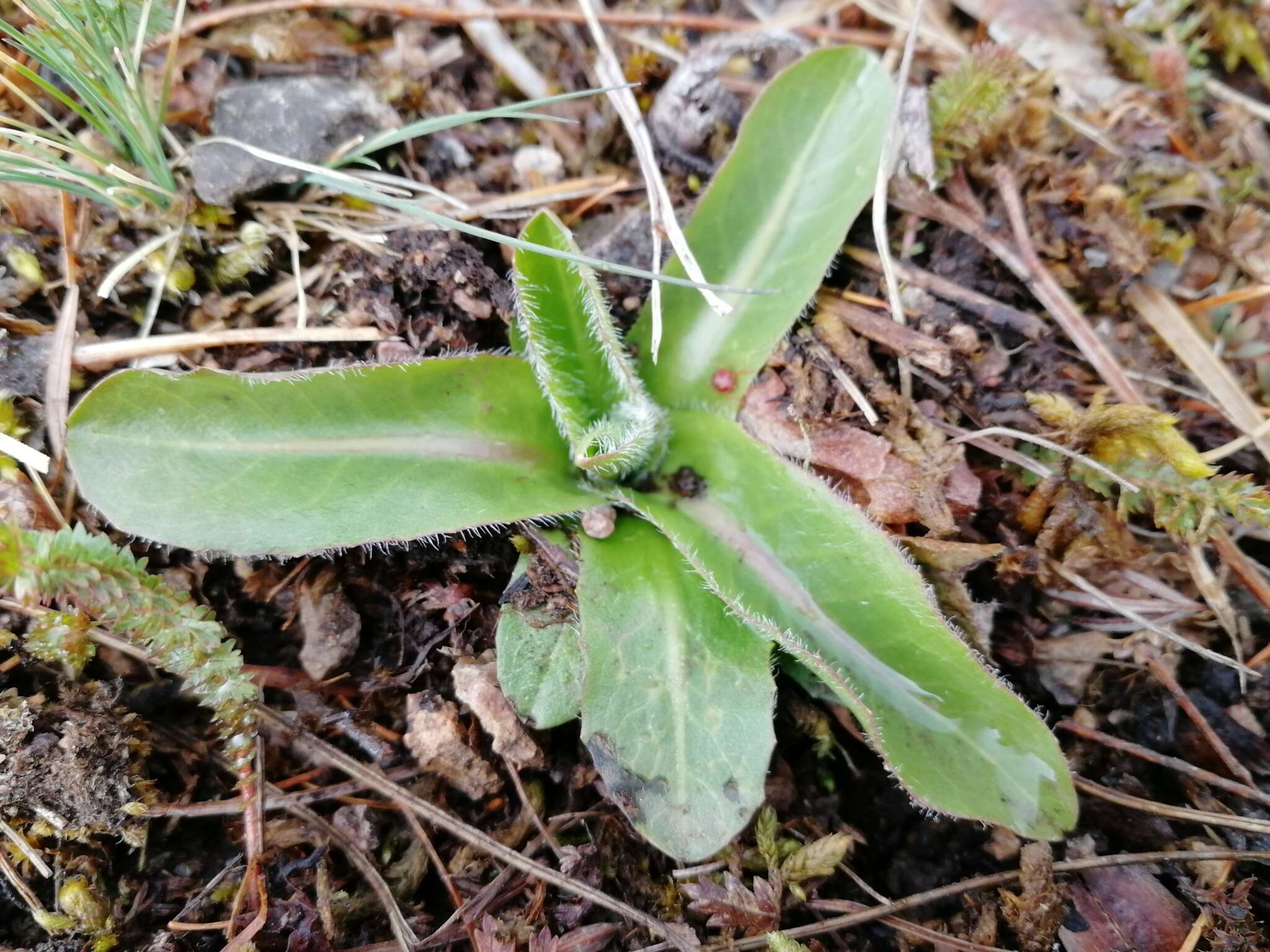 Imagem de Hypochaeris maculata L.