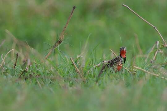 Image of Rosy-breasted Longclaw