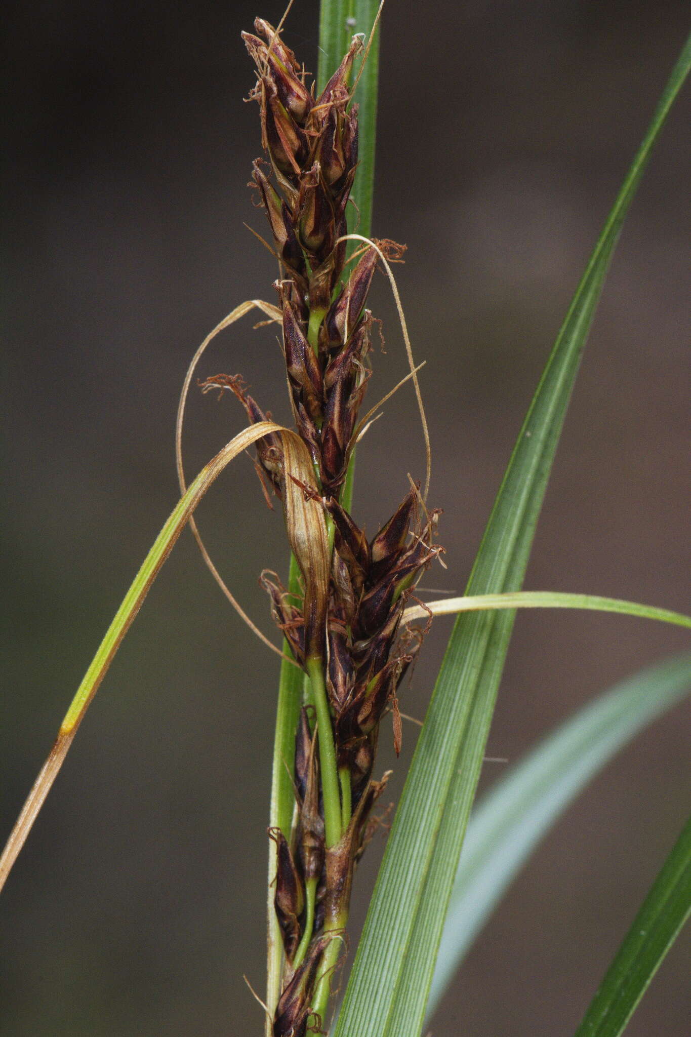 Слика од Morelotia affinis (Brongn.) S. T. Blake