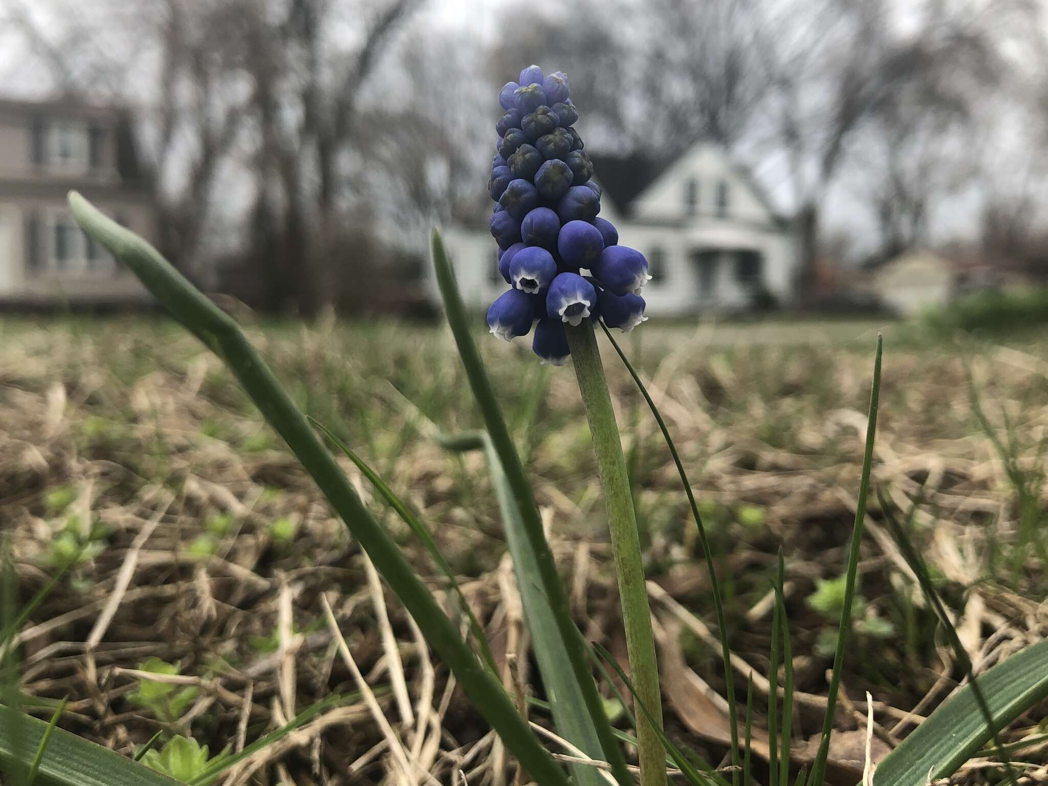 Image of common grape hyacinth