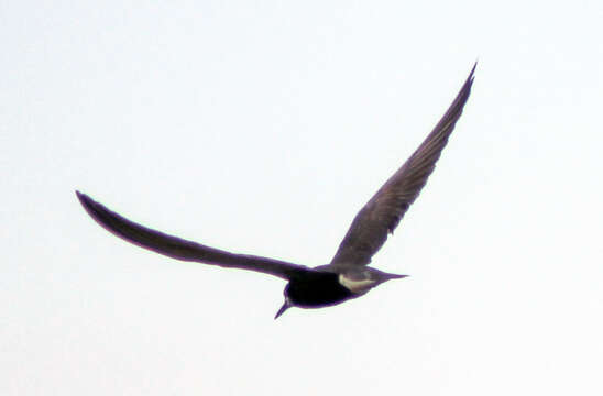 Image of Black Tern