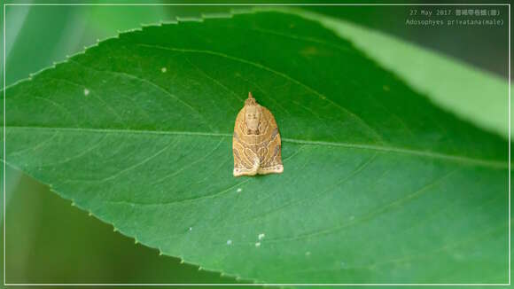 Image of Adoxophyes privatana Walker 1863