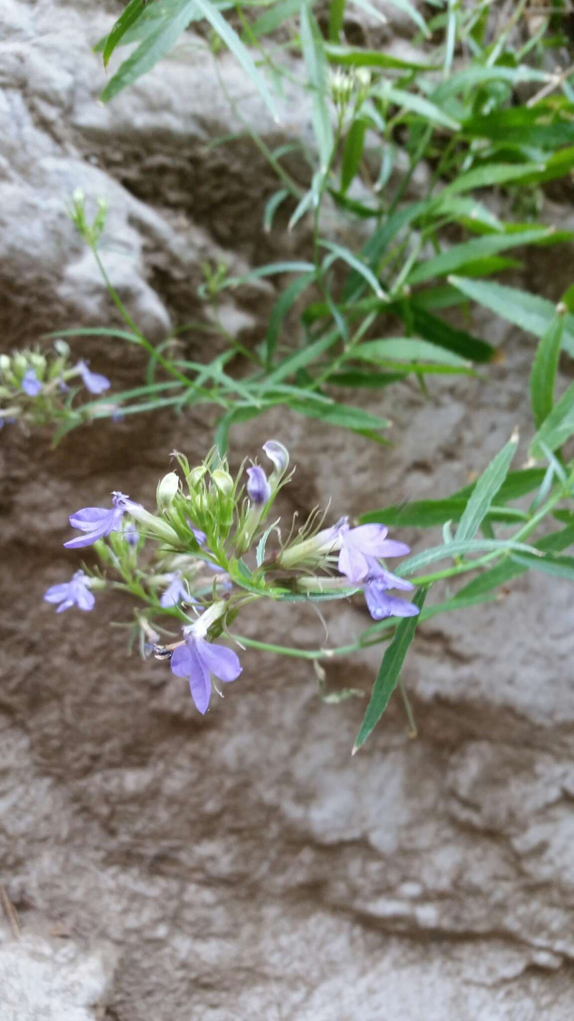 Image of Blue Lobelia