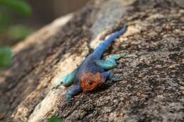 صورة Agama lionotus dodomae Loveridge 1923