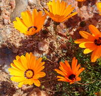 Ursinia calenduliflora (DC.) N. E. Br. resmi