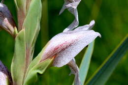 Слика од Gladiolus elliotii Baker