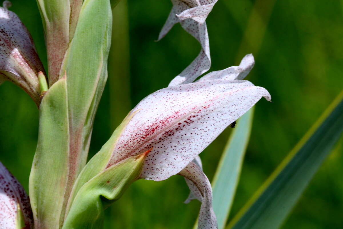 Слика од Gladiolus elliotii Baker