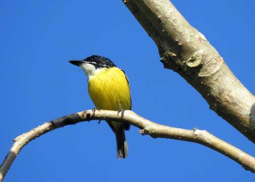 Image of Black-headed Tody-Flycatcher