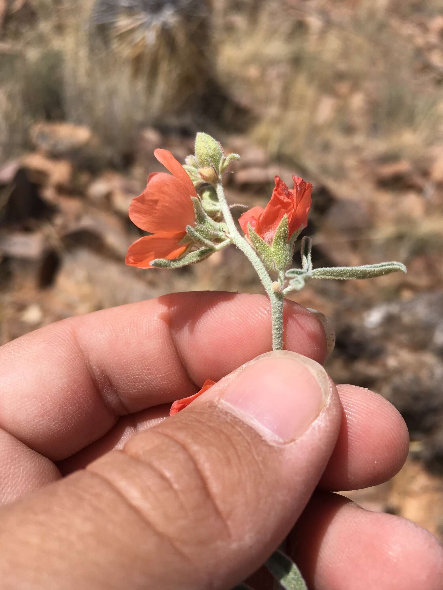 Image of spear globemallow