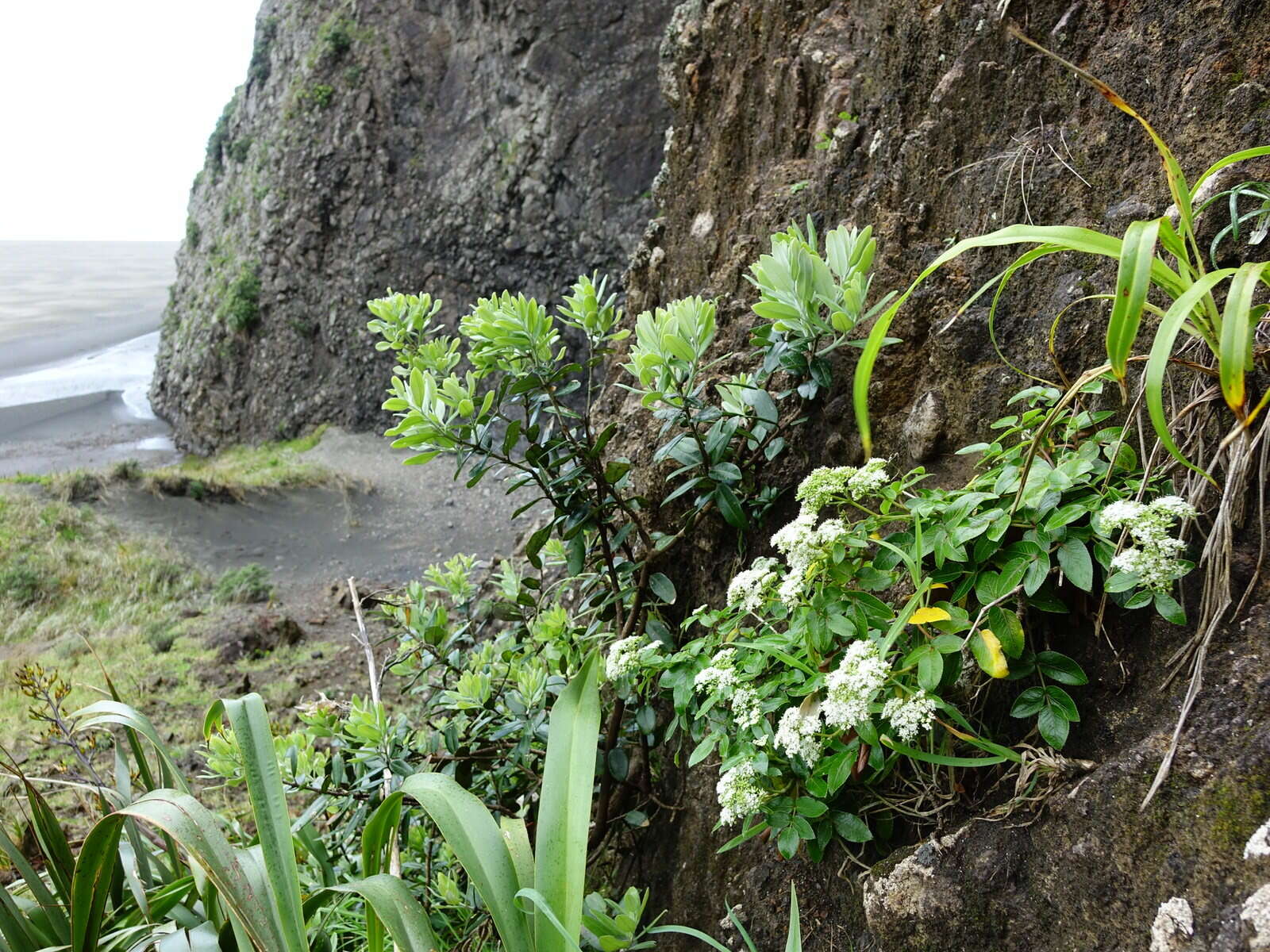 Scandia rosifolia (Hook.) J. W. Dawson resmi