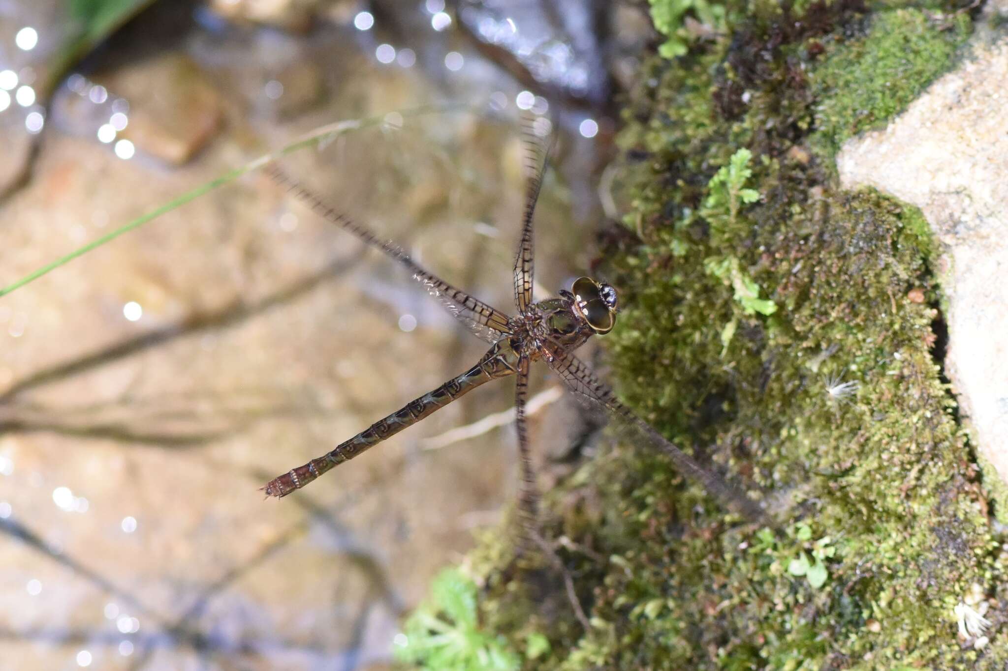 Image of Allopetalia pustulosa Selys 1873