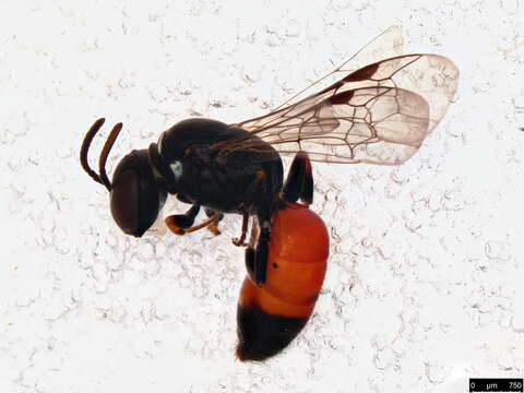 Image of Hylaeus littleri (Cockerell 1918)