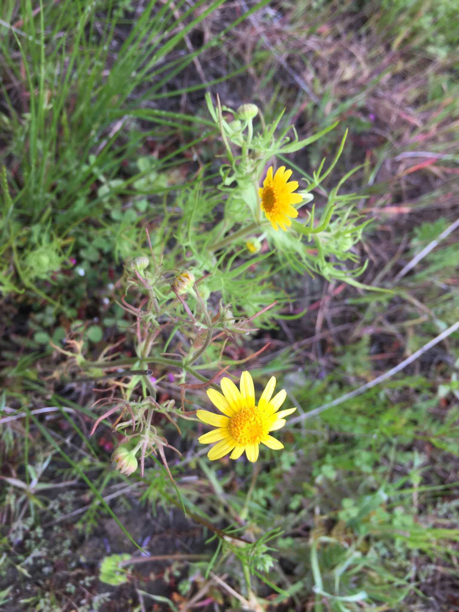 Lasthenia coronaria (Nutt.) Ornduff resmi