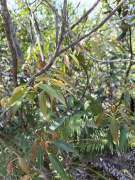 Image of Chinese Elaeocarpus