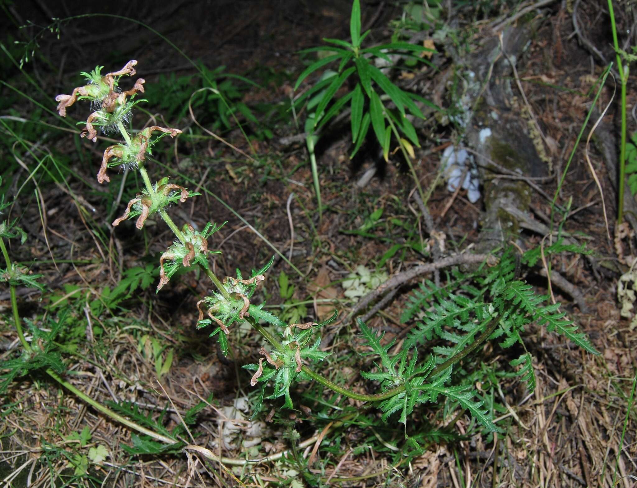 Image of Pedicularis anthemifolia subsp. elatior (Regel) Tsoong