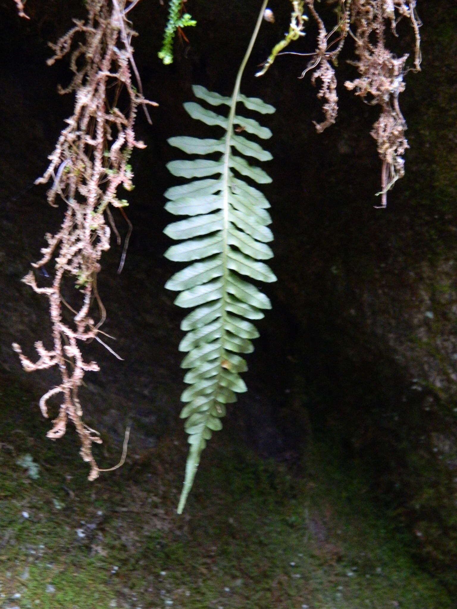 Image of western polypody