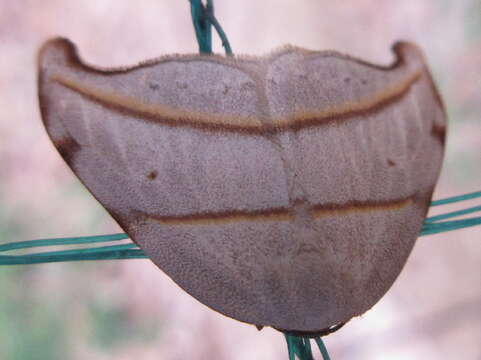 Image of Nordstromia japonica Moore 1877