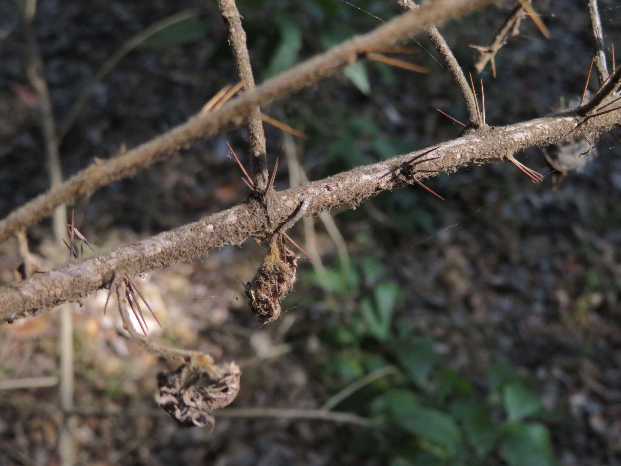 Image of <i>Archidasyphyllum excelsum</i>