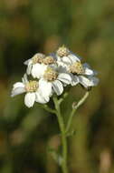 Image of Achillea ledebourii Heimerl