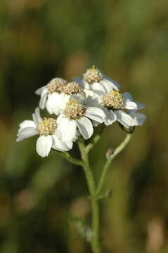 Achillea ledebourii Heimerl的圖片