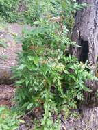 Image of Hollyleaved barberry